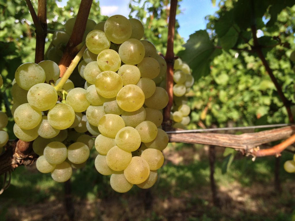Grappolo di Chardonnay