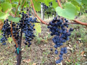 Grappoli di Merlot