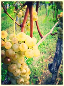 Grappolo di Tocai Friulano