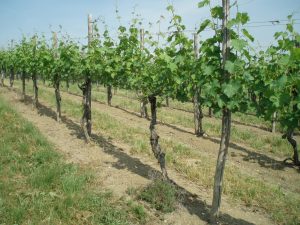 Vigna di Tocai Friulano