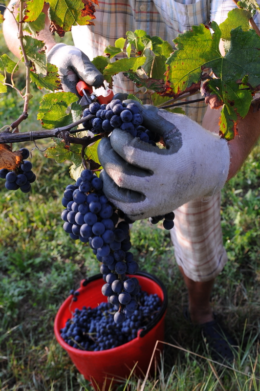 294 - FIEGL Vini 09_2011