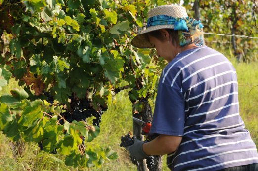 297 - FIEGL Vini 09_2011