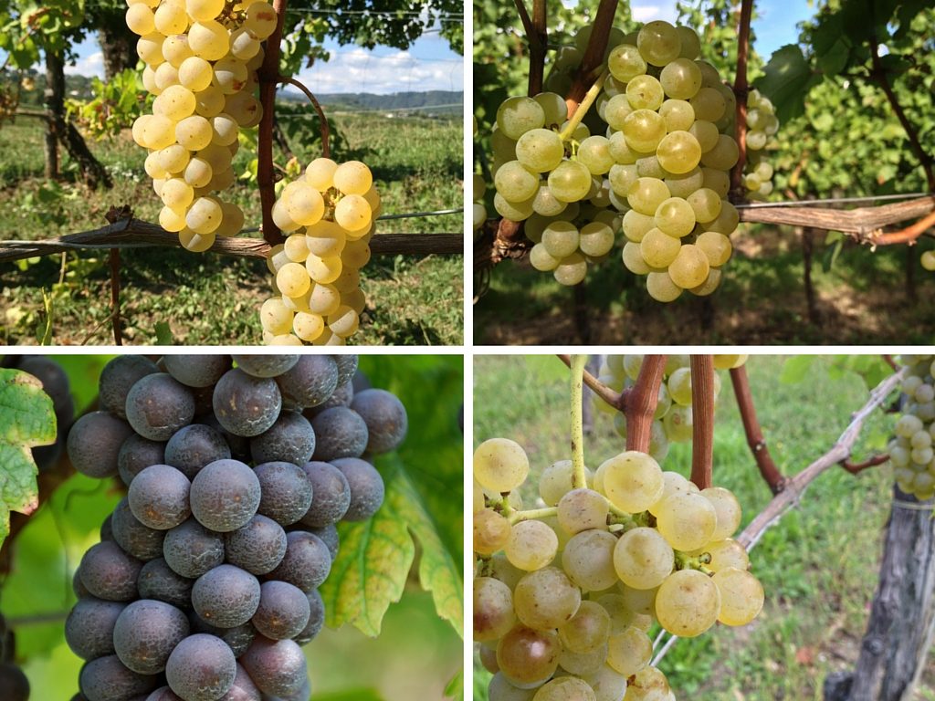 Differenti varietà di uva