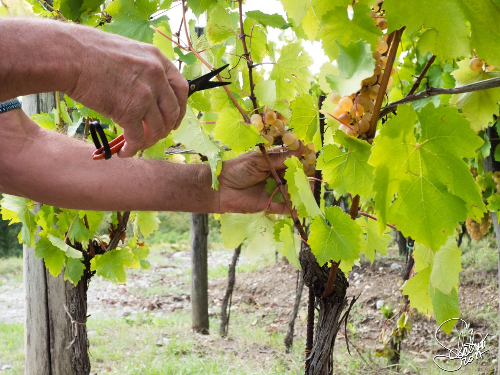 Vendemmia manuale