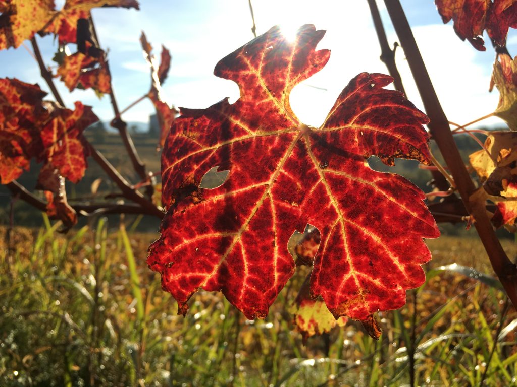 La magia dell'autunno