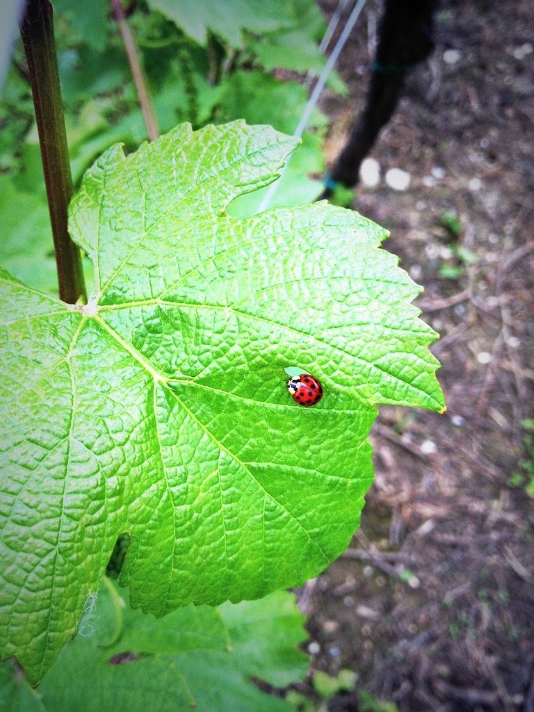 Susgrape un progetto per la natura