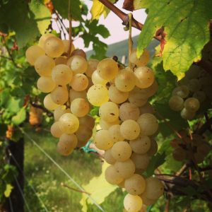 Malvasia Istriana